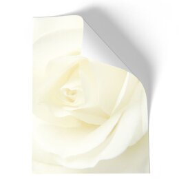 Briefpapier - Motiv WEISSE ROSE | Blumen & Blüten, Liebe & Hochzeit | Hochwertiges DIN A4 Briefpapier - 50 Blatt | 90 g/m² | einseitig bedruckt | Online bestellen!