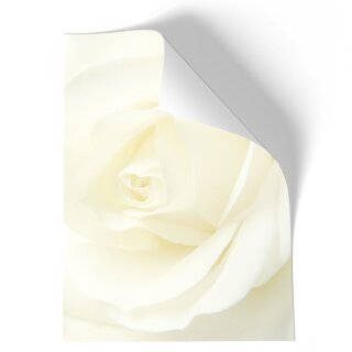 Briefpapier - Motiv WEISSE ROSE | Blumen & Blüten, Liebe & Hochzeit | Hochwertiges DIN A5 Briefpapier - 50 Blatt | 90 g/m² | einseitig bedruckt | Online bestellen!