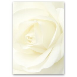 Briefpapier WEISSE ROSE - DIN A5 Format 50 Blatt Blumen & Blüten, Liebe & Hochzeit, Rosenmotiv, Paper-Media