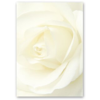 Briefpapier WEISSE ROSE - DIN A5 Format 100 Blatt Blumen & Blüten, Liebe & Hochzeit, Rosenmotiv, Paper-Media